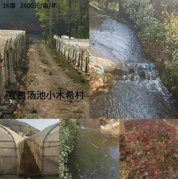 昆明宜良汤池小木希村16亩玫瑰花地转让