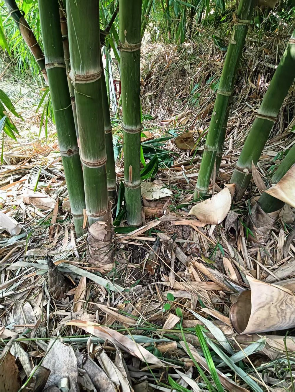 50亩丰产甜龙竹地出租转让